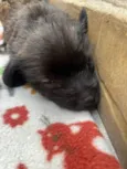 Pedro