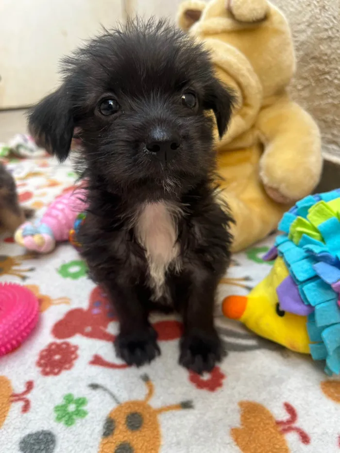Cachorro ra a Mix de Lhasa idade Abaixo de 2 meses nome Pedro