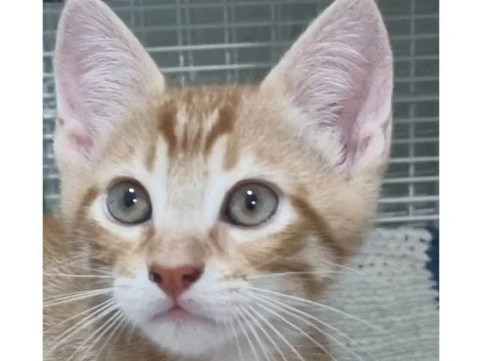 Gato ra a SRD-ViraLata idade 2 a 6 meses nome Ginger