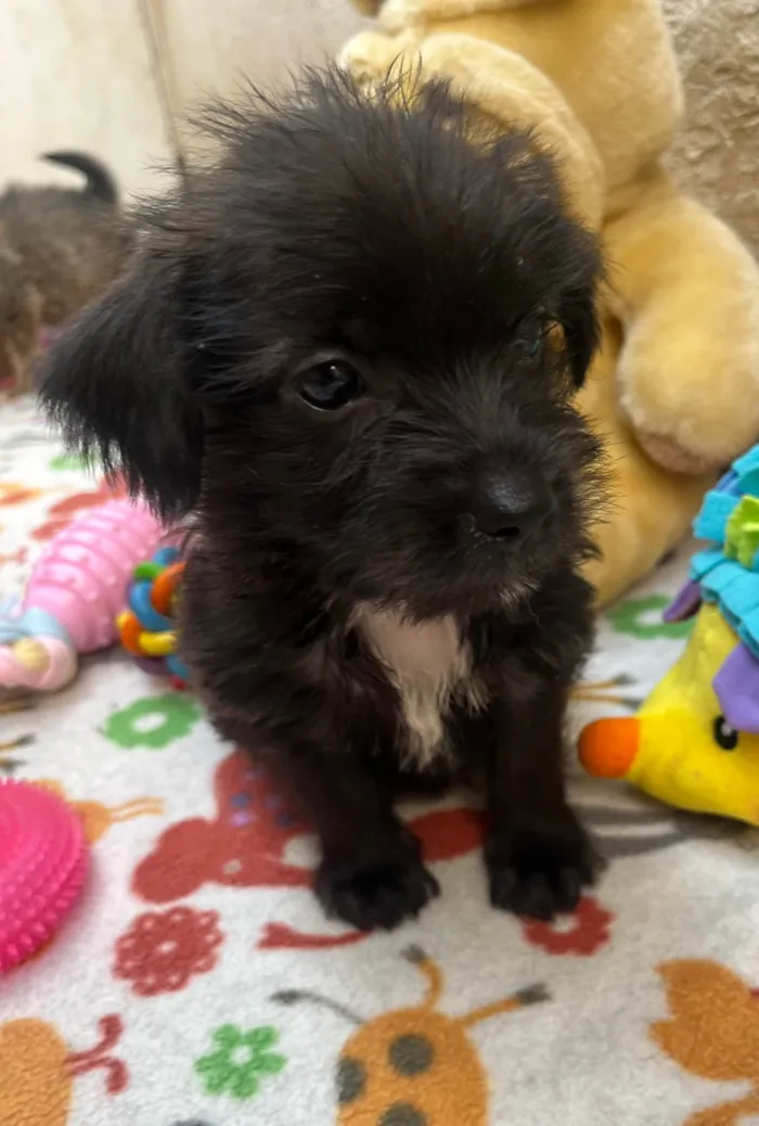 Cachorro ra a Mix de Lhasa idade Abaixo de 2 meses nome Pedro