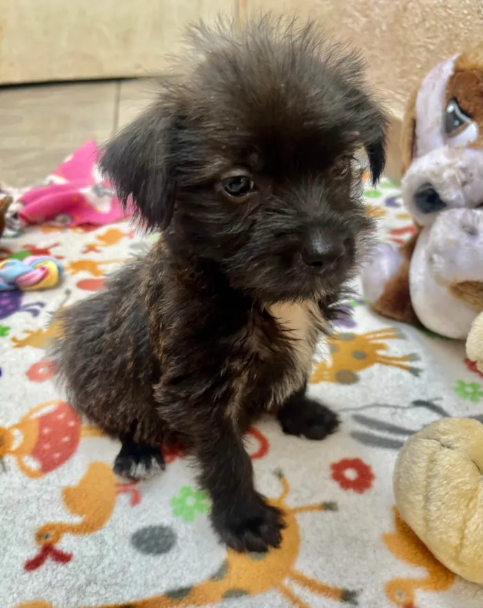 Cachorro ra a Mix de Lhasa idade Abaixo de 2 meses nome Pedro