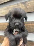 Pedro