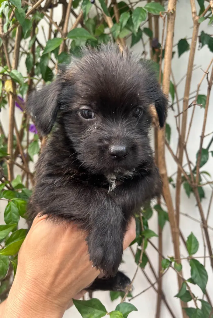 Cachorro ra a Mix de Lhasa idade Abaixo de 2 meses nome Pedro