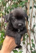 Pedro