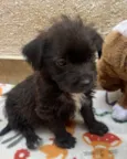 Pedro