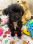 Pedro