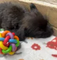 Pedro
