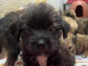 Cachorro raça Mix de Lhasa idade Abaixo de 2 meses nome Pedro