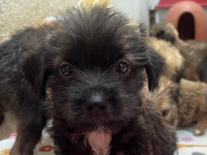 Cachorro ra a Mix de Lhasa idade Abaixo de 2 meses nome Pedro