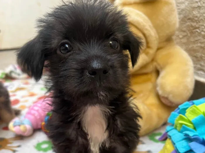 Cachorro ra a Mix de Lhasa idade Abaixo de 2 meses nome Pedro