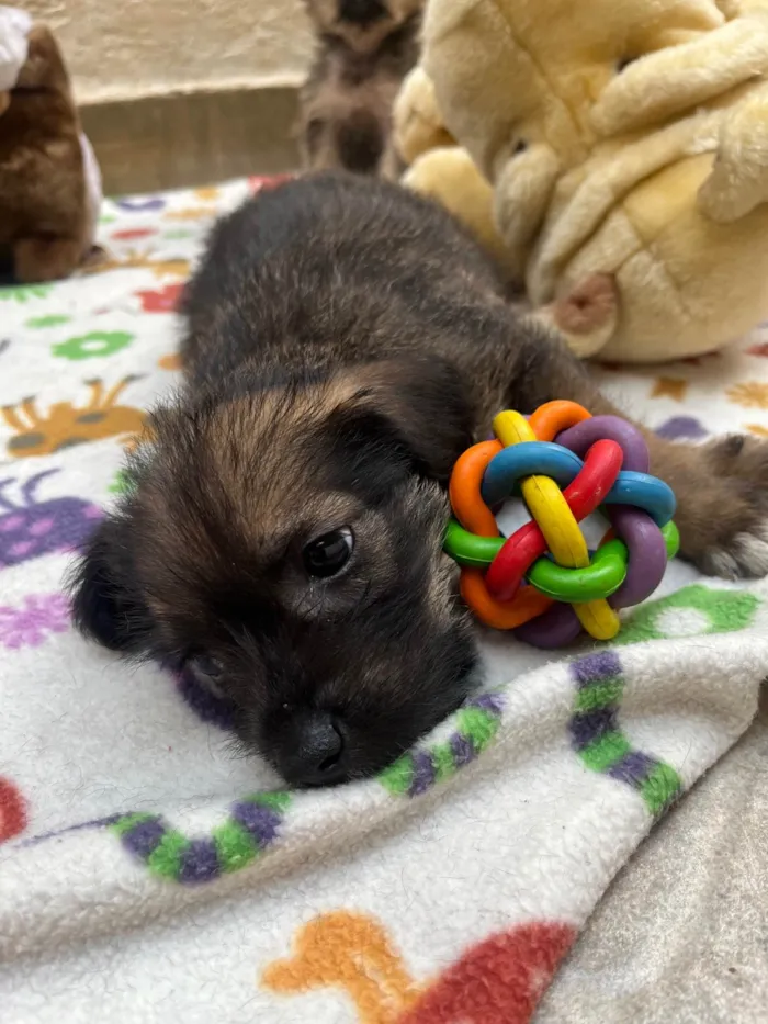 Cachorro ra a Mix de Lhasa idade Abaixo de 2 meses nome Paulo