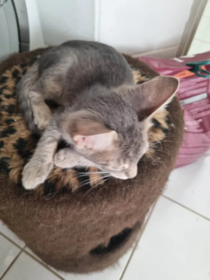 Gato ra a SRD-ViraLata idade 2 a 6 meses nome Grey
