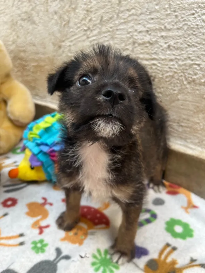 Cachorro ra a Mix de Lhasa idade Abaixo de 2 meses nome Paulo