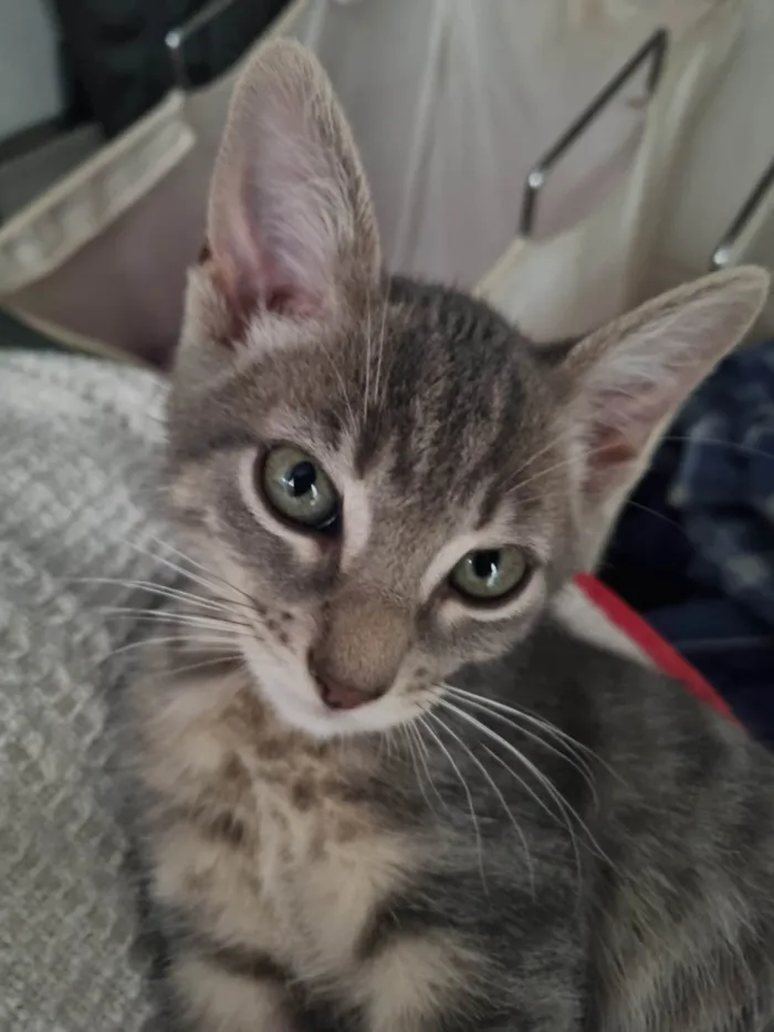 Gato ra a SRD-ViraLata idade 2 a 6 meses nome Grey