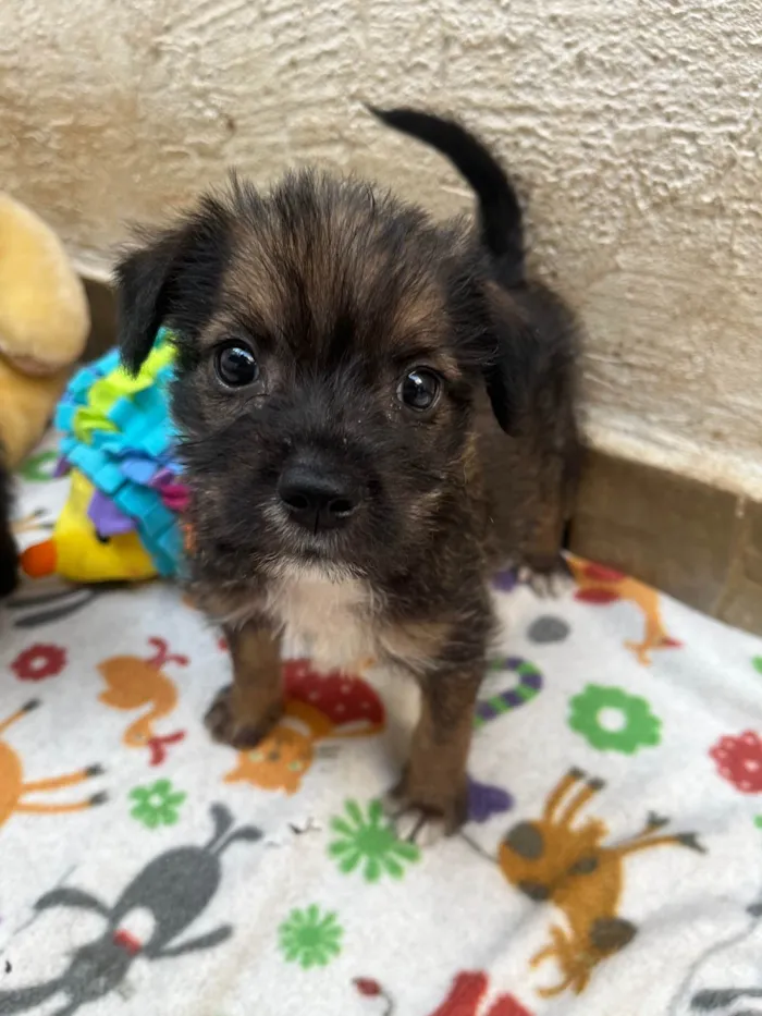 Cachorro ra a Mix de Lhasa idade Abaixo de 2 meses nome Paulo