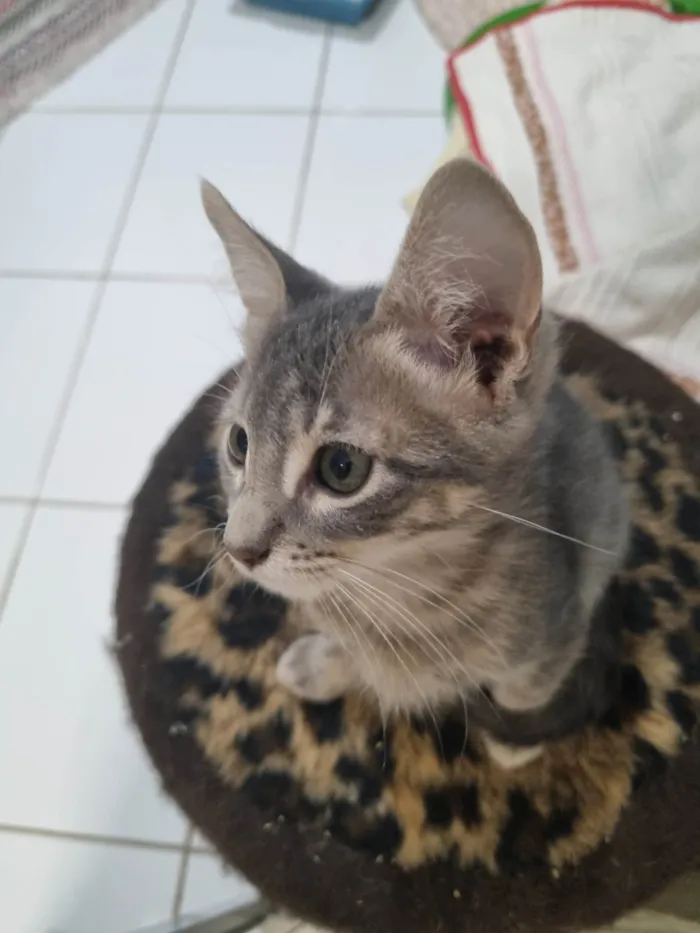Gato ra a SRD-ViraLata idade 2 a 6 meses nome Grey