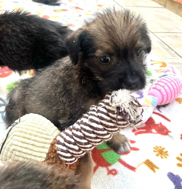 Cachorro ra a Mix de Lhasa idade Abaixo de 2 meses nome Paulo