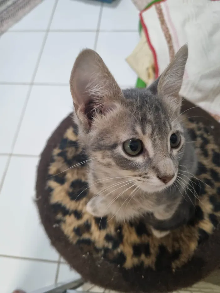 Gato ra a SRD-ViraLata idade 2 a 6 meses nome Grey