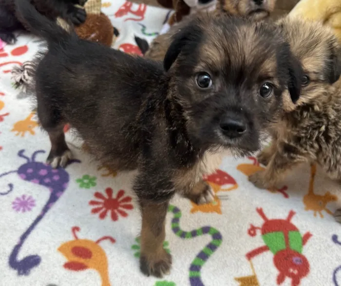Cachorro ra a Mix de Lhasa idade Abaixo de 2 meses nome Paulo
