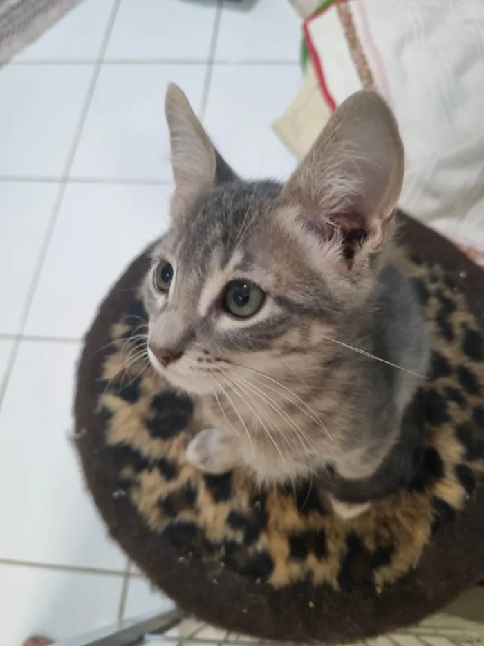Gato ra a SRD-ViraLata idade 2 a 6 meses nome Grey