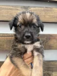 Paulo