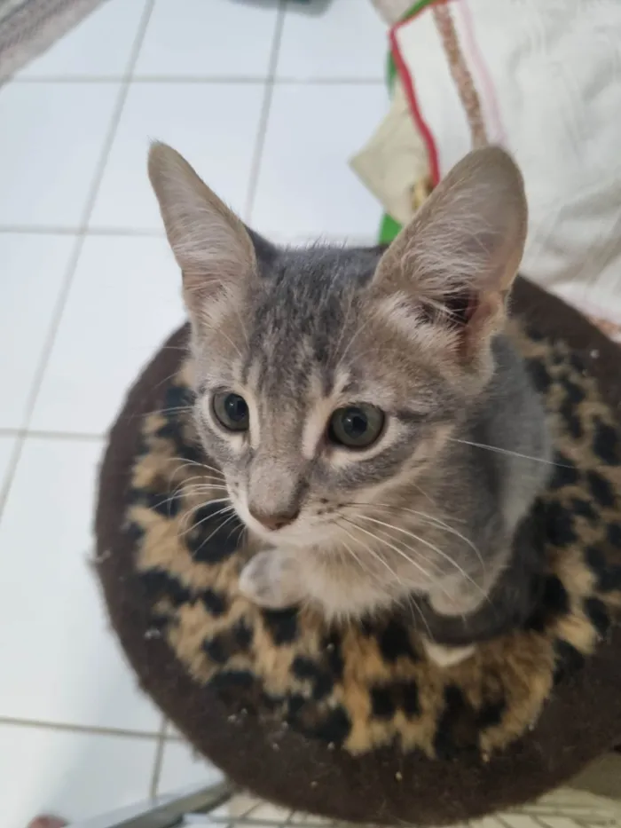 Gato ra a SRD-ViraLata idade 2 a 6 meses nome Grey
