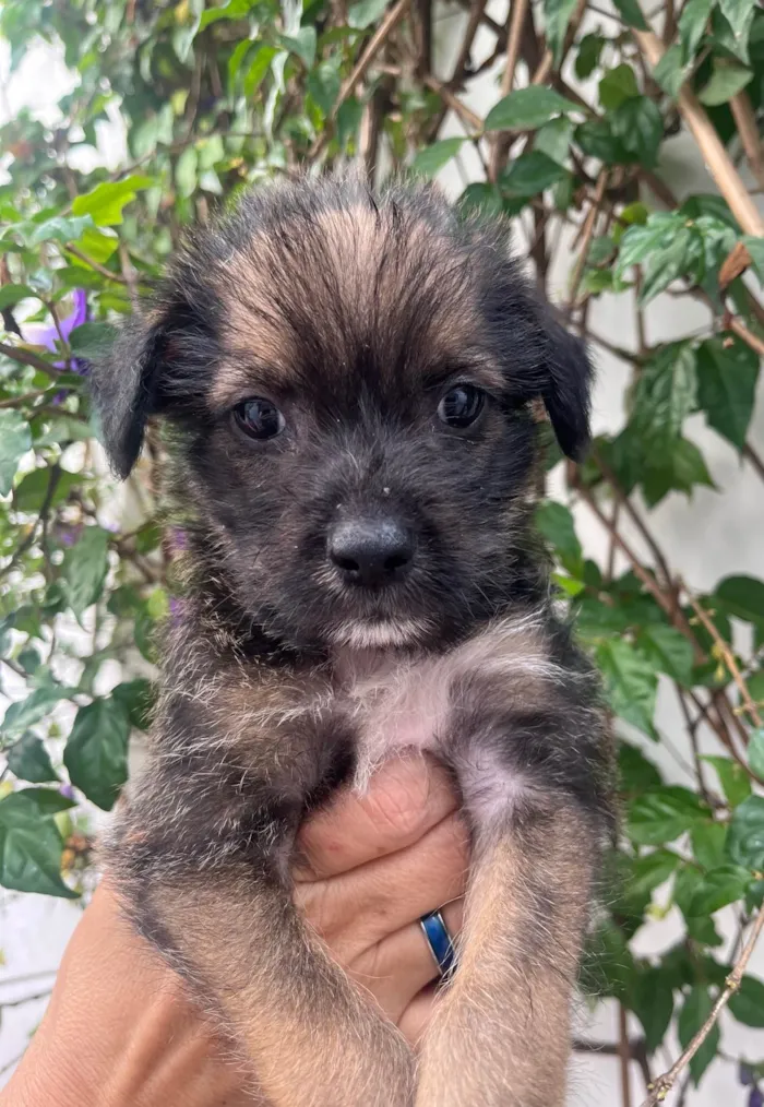 Cachorro ra a Mix de Lhasa idade Abaixo de 2 meses nome Paulo