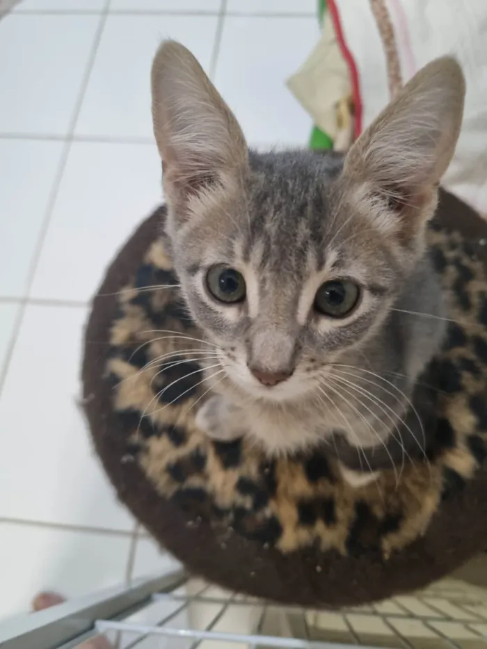 Gato ra a SRD-ViraLata idade 2 a 6 meses nome Grey