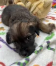 Paulo