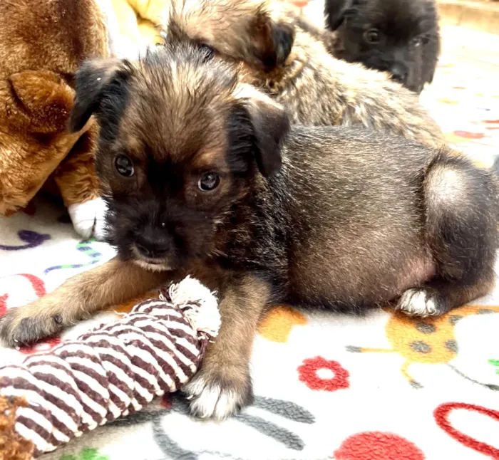Cachorro ra a Mix de Lhasa idade Abaixo de 2 meses nome Paulo