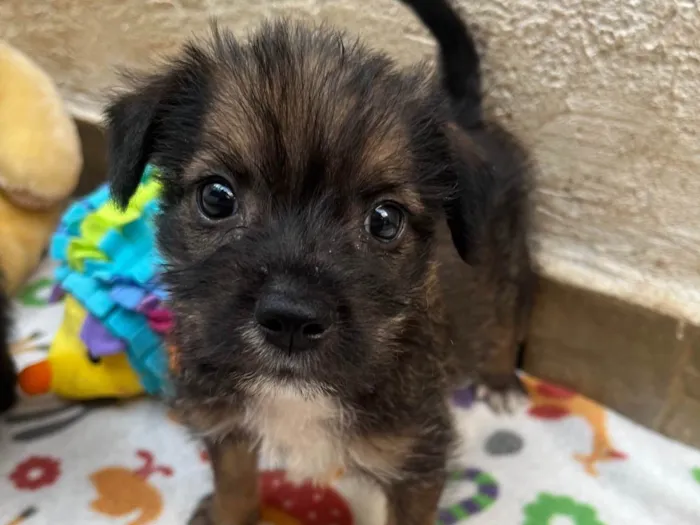 Cachorro ra a Mix de Lhasa idade Abaixo de 2 meses nome Paulo