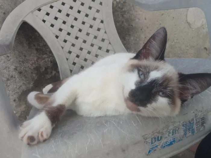 Gato ra a gato  idade 2 a 6 meses nome sem nome 