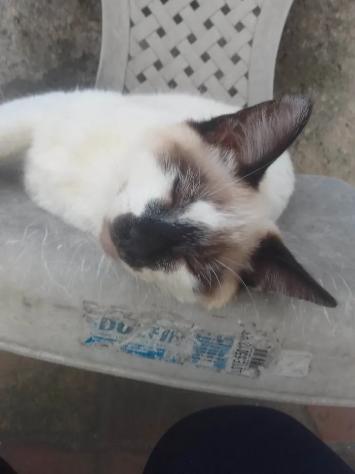 Gato ra a gato  idade 2 a 6 meses nome sem nome 