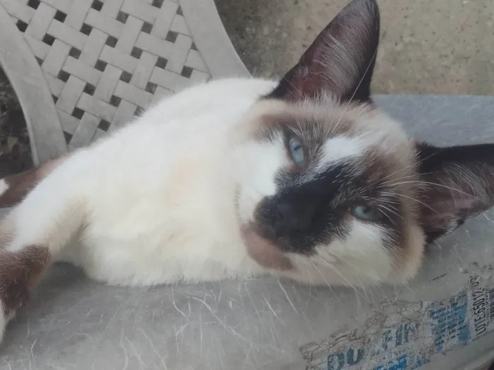 Gato ra a gato  idade 2 a 6 meses nome sem nome 
