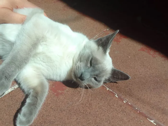 Gato ra a gato idade 2 a 6 meses nome sem nome 
