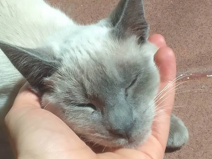 Gato ra a gato idade 2 a 6 meses nome sem nome 