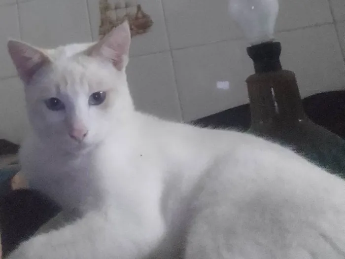 Gato ra a gato idade 7 a 11 meses nome pastel