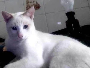 Gato raça gato idade 7 a 11 meses nome pastel