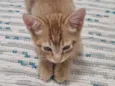 Ginger