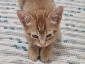 Gato raça SRD-ViraLata idade 2 a 6 meses nome Ginger