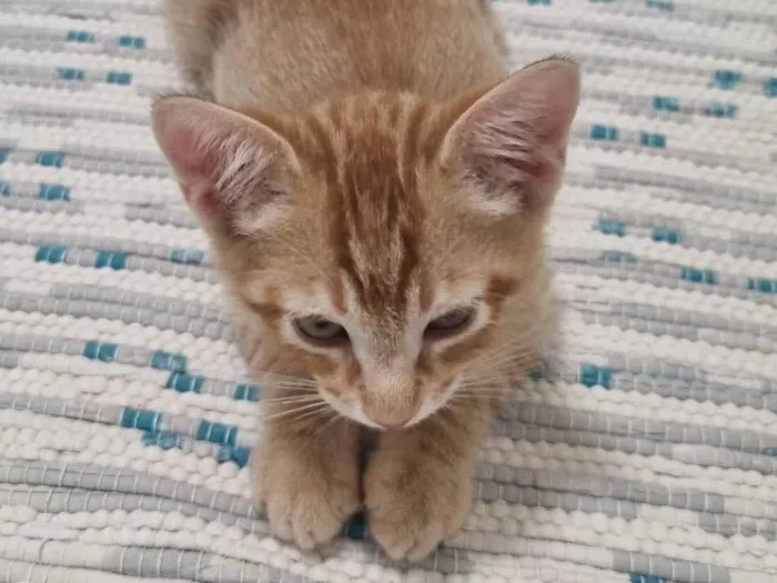 Gato ra a SRD-ViraLata idade 2 a 6 meses nome Ginger