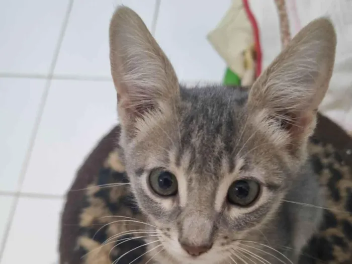 Gato ra a SRD-ViraLata idade 2 a 6 meses nome Grey
