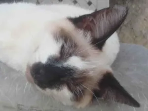 Gato raça gato  idade 2 a 6 meses nome sem nome 