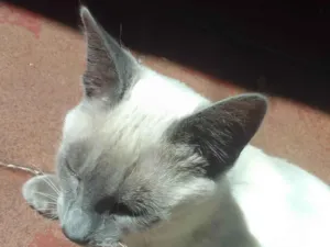Gato raça gato idade 2 a 6 meses nome sem nome 