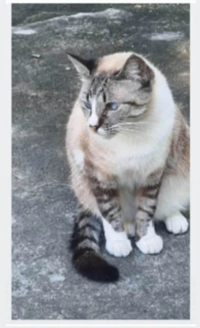 Gato ra a srd idade 2 anos nome FLORENCE
