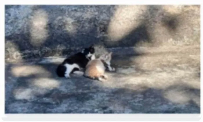 Gato ra a srd idade 2 anos nome FLORENCE