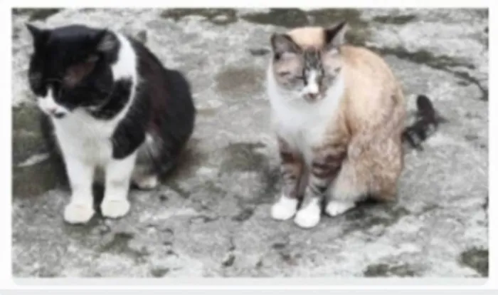 Gato ra a srd idade 2 anos nome FLORENCE