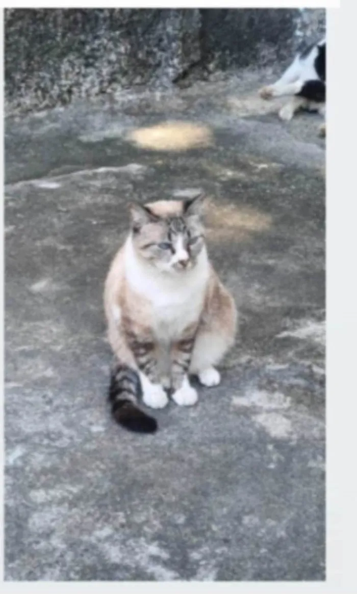 Gato ra a srd idade 2 anos nome FLORENCE