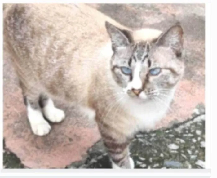 Gato ra a srd idade 2 anos nome FLORENCE
