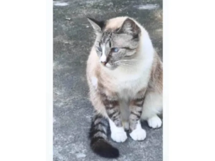 Gato ra a srd idade 2 anos nome FLORENCE